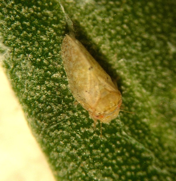 Euphyllura olivina